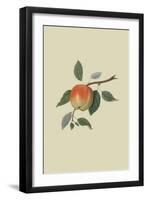 March Apple-William Hooker-Framed Art Print