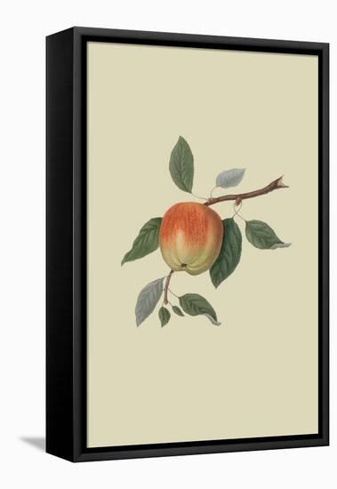 March Apple-William Hooker-Framed Stretched Canvas