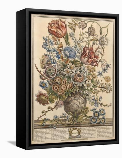 March, from 'Twelve Months of Flowers' by Robert Furber (C.1674-1756) Engraved by Henry Fletcher-Pieter Casteels-Framed Stretched Canvas