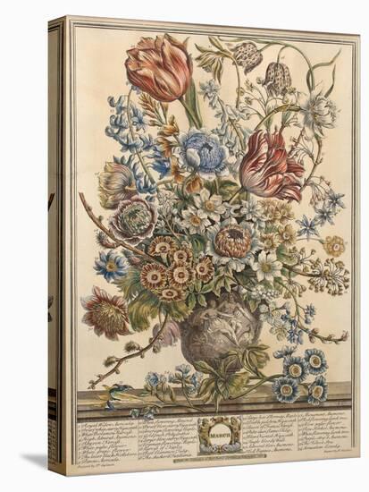 March, from 'Twelve Months of Flowers' by Robert Furber (C.1674-1756) Engraved by Henry Fletcher-Pieter Casteels-Stretched Canvas