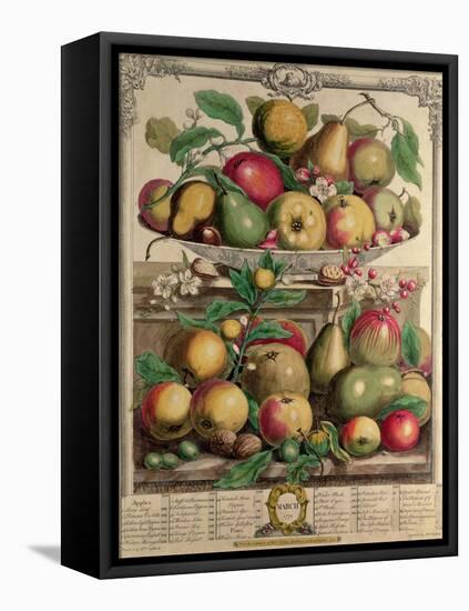 March, from "Twelve Months of Fruits", by Robert Furber, 1732-Pieter Casteels-Framed Stretched Canvas