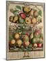 March, from "Twelve Months of Fruits", by Robert Furber, 1732-Pieter Casteels-Mounted Giclee Print