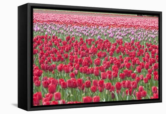March of the Tulips I-Dana Styber-Framed Stretched Canvas