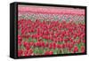 March of the Tulips I-Dana Styber-Framed Stretched Canvas