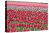 March of the Tulips I-Dana Styber-Stretched Canvas