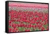 March of the Tulips I-Dana Styber-Framed Stretched Canvas