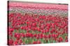 March of the Tulips I-Dana Styber-Stretched Canvas