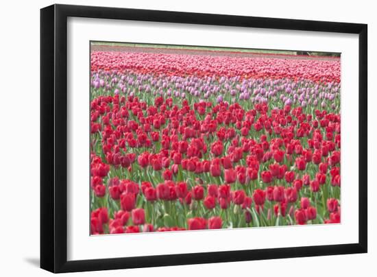 March of the Tulips I-Dana Styber-Framed Photographic Print