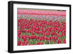 March of the Tulips I-Dana Styber-Framed Photographic Print