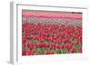 March of the Tulips I-Dana Styber-Framed Photographic Print