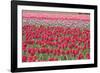 March of the Tulips I-Dana Styber-Framed Photographic Print