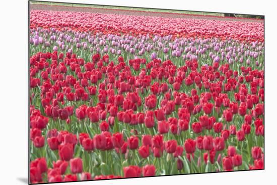 March of the Tulips I-Dana Styber-Mounted Photographic Print