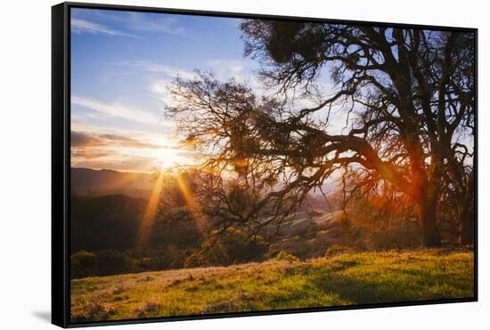 March Sunset Madness and Oak Tree, Mount Diablo, Walnut Creek, California-Vincent James-Framed Stretched Canvas