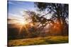 March Sunset Madness and Oak Tree, Mount Diablo, Walnut Creek, California-Vincent James-Stretched Canvas