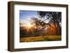 March Sunset Madness and Oak Tree, Mount Diablo, Walnut Creek, California-Vincent James-Framed Photographic Print