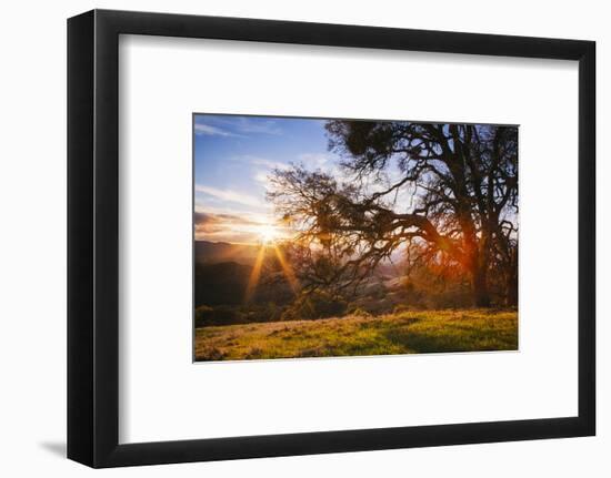 March Sunset Madness and Oak Tree, Mount Diablo, Walnut Creek, California-Vincent James-Framed Photographic Print