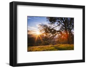 March Sunset Madness and Oak Tree, Mount Diablo, Walnut Creek, California-Vincent James-Framed Photographic Print