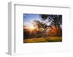 March Sunset Madness and Oak Tree, Mount Diablo, Walnut Creek, California-Vincent James-Framed Photographic Print