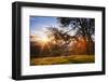 March Sunset Madness and Oak Tree, Mount Diablo, Walnut Creek, California-Vincent James-Framed Photographic Print