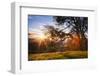 March Sunset Madness and Oak Tree, Mount Diablo, Walnut Creek, California-Vincent James-Framed Photographic Print