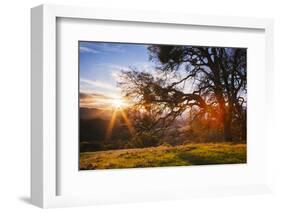 March Sunset Madness and Oak Tree, Mount Diablo, Walnut Creek, California-Vincent James-Framed Photographic Print