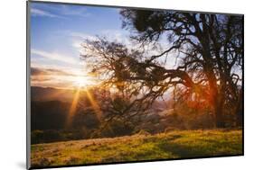 March Sunset Madness and Oak Tree, Mount Diablo, Walnut Creek, California-Vincent James-Mounted Photographic Print