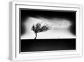 White Frame