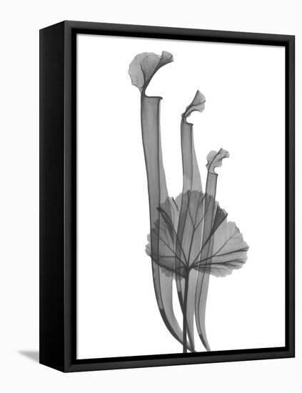 Marching Floral-Albert Koetsier-Framed Stretched Canvas