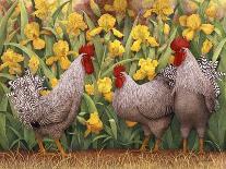 Roosters en Place II-Marcia Matcham-Stretched Canvas