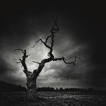 The Last Tree-Marcin Stawiarz-Art Print