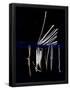 Essential Black