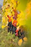 a suggestive autumnal close up of grapes, Bolzano province, South Tyrol, Trentino Alto Adige, Italy-Marco Corriero-Laminated Photographic Print