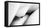 Framed Canvas