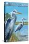 Marco Island - Blue Herons-Lantern Press-Stretched Canvas