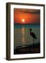 Marco Island, Florida - Heron and Sunset-Lantern Press-Framed Art Print