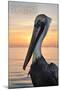 Marco Island, Florida - Pelican-Lantern Press-Mounted Art Print