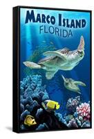 Marco Island, Florida - Sea Turtles-Lantern Press-Framed Stretched Canvas