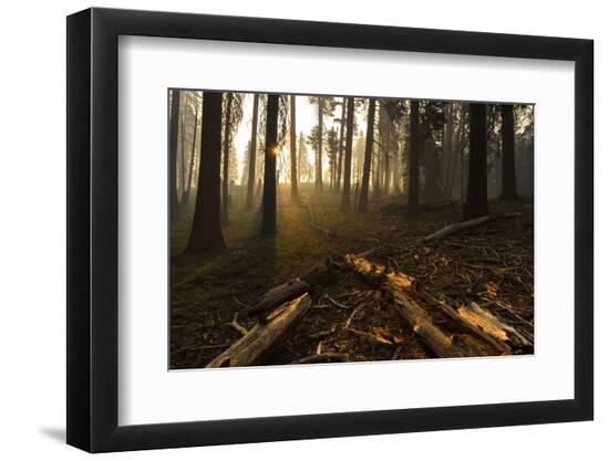 Premium Photographic Print, , large