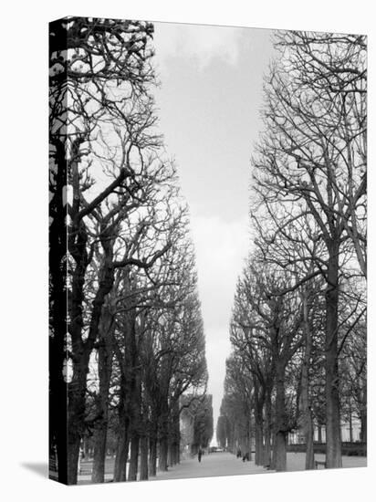 Marco Polo Garden, Boulevard Saint Michel-Walter Bibikow-Stretched Canvas