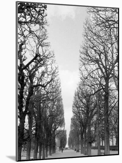 Marco Polo Garden, Boulevard Saint Michel-Walter Bibikow-Mounted Photographic Print