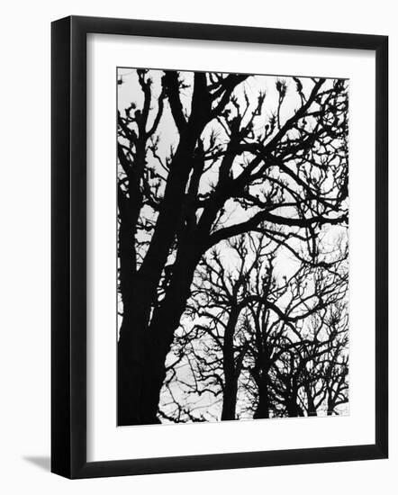 Marco Polo Garden, Boulevard Saint Michel-Walter Bibikow-Framed Photographic Print