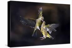 Flying Kiss 11-Marco Redaelli-Photographic Print