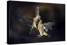 Flying Kiss 11-Marco Redaelli-Photographic Print