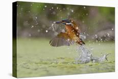 Flying Kiss-Marco Redaelli-Stretched Canvas