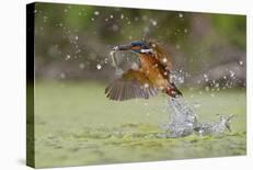 Tail to Tail-Marco Redaelli-Giclee Print