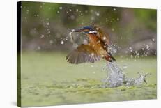 Flying Kiss 11-Marco Redaelli-Framed Photographic Print