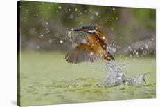 Flying Kiss 11-Marco Redaelli-Photographic Print