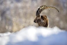 The King of the Mountain-Marco Redaelli-Giclee Print