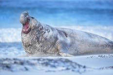 Southern elephant seal (Mirounga leonina) male roaring, Sea Lion Island, Falkland Islands-Marco Simoni-Photographic Print