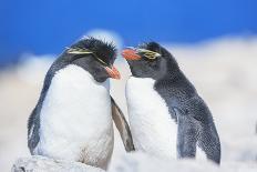 Two Rockhopper penguins (Eudyptes chrysocome chrysocome) showing affection-Marco Simoni-Photographic Print